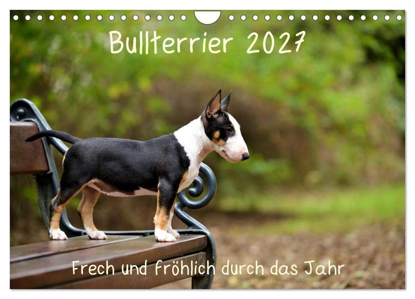 Bullterrier 2027 Frech und fröhlich durch das Jahr (Wandkalender 2027 DIN A4 quer) CALVENDO Monatskalender