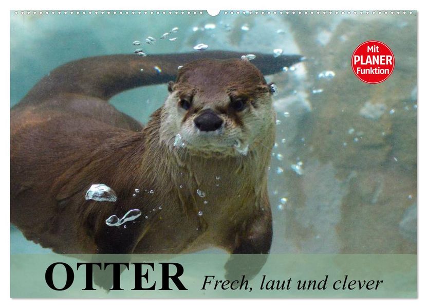 Otter. Frech laut und clever (Wandkalender 2027 DIN A2 quer) CALVENDO Monatskalender