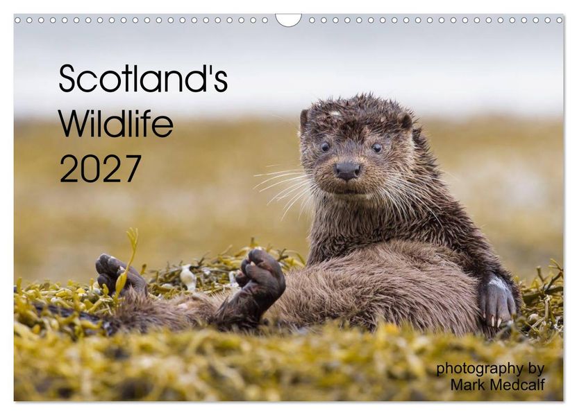 Scotland's Wildlife 2027 (Wall Calendar 2027 DIN A3 landscape) CALVENDO 12 Month Wall Calendar