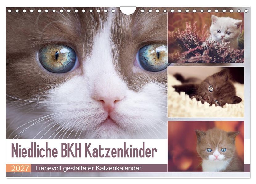 Niedliche BKH Katzenkinder (Wandkalender 2027 DIN A4 quer) CALVENDO Monatskalender