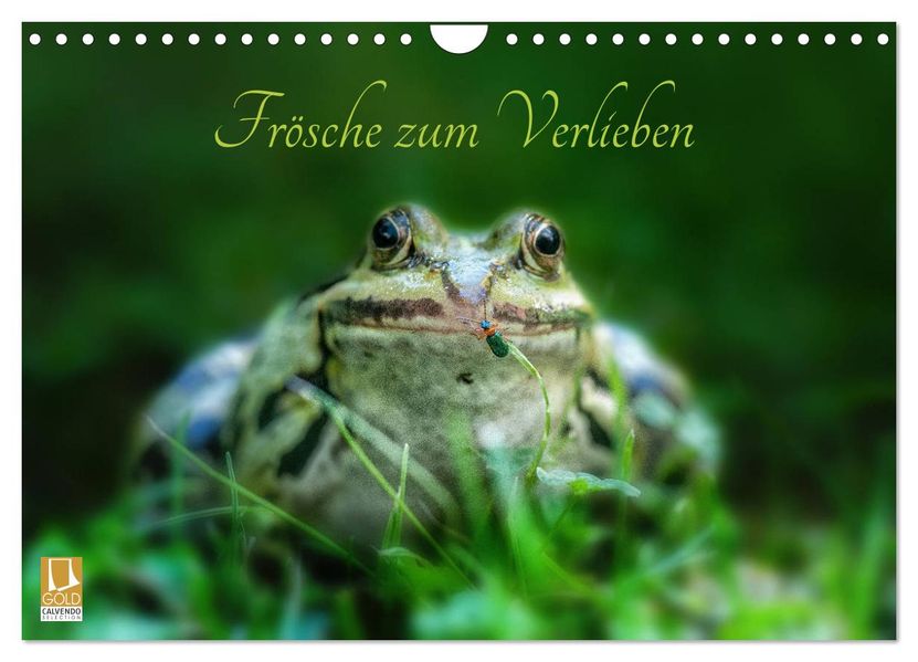 Frösche zum Verlieben (Wandkalender 2027 DIN A4 quer) CALVENDO Monatskalender