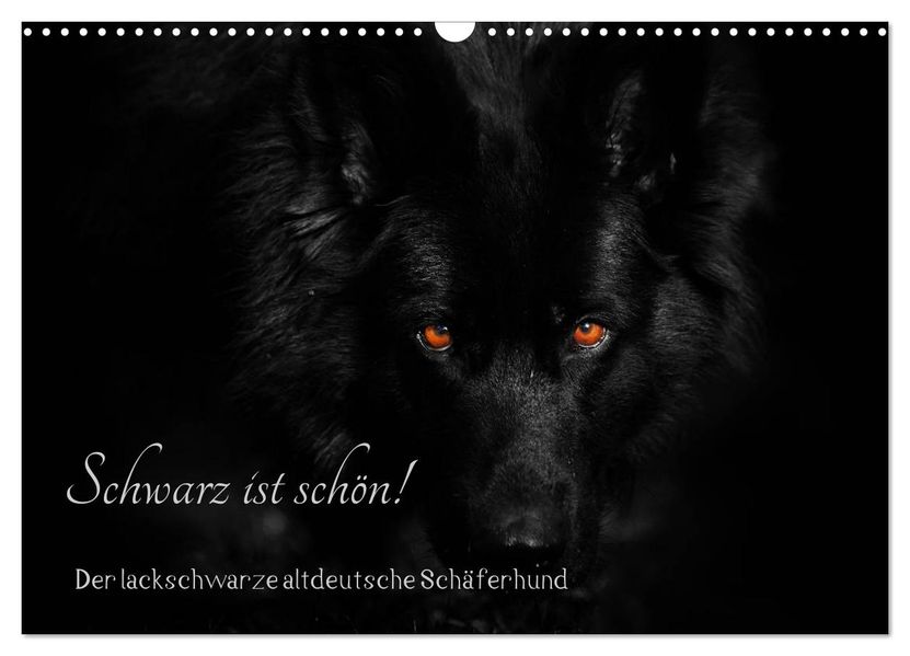 Schwarz ist schön! Der lackschwarze altdeutsche Schäferhund (Wandkalender 2027 DIN A3 quer) CALVENDO Monatskalender
