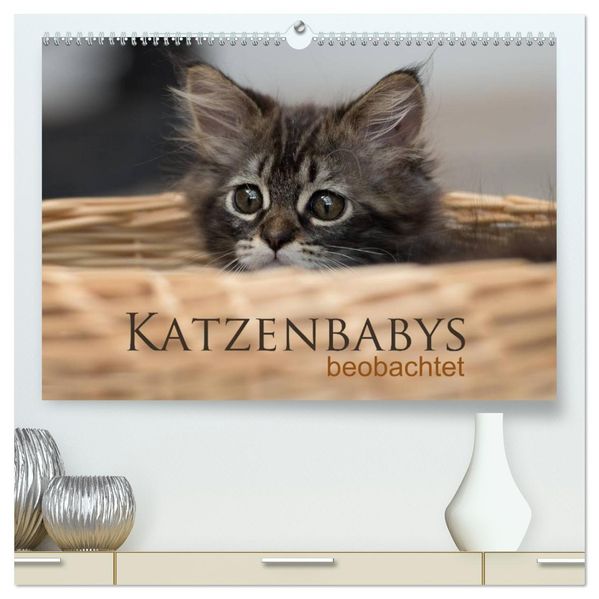 Katzenbabys beobachtet (hochwertiger Premium Wandkalender 2027 DIN A2 quer) Kunstdruck in Hochglanz
