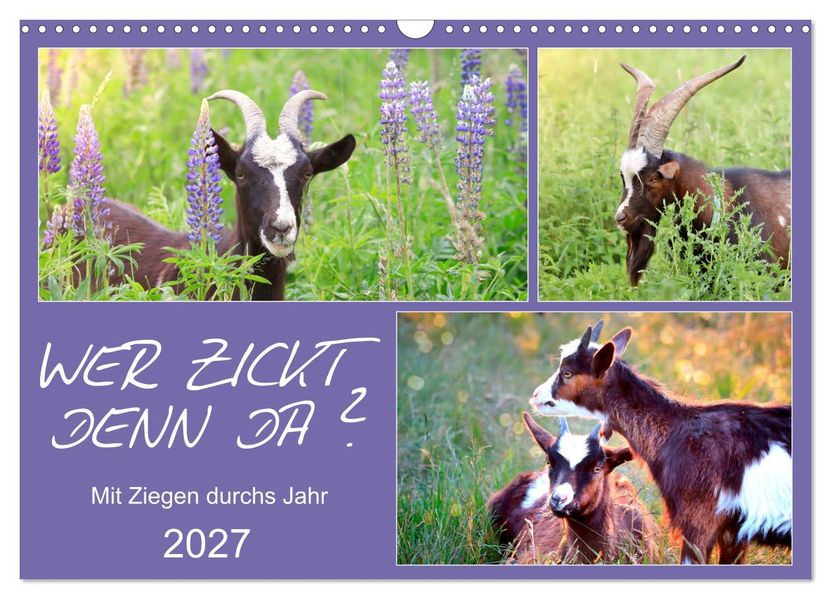 Wer zickt denn da? Mit Ziegen durchs Jahr (Wandkalender 2027 DIN A3 quer) CALVENDO Monatskalender