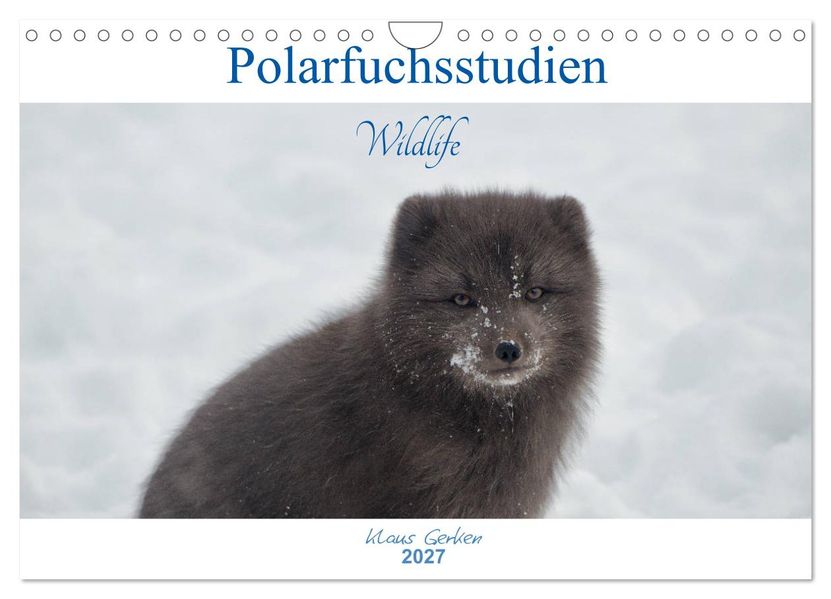 Polarfuchsstudien Wildlife (Wandkalender 2027 DIN A4 quer) CALVENDO Monatskalender