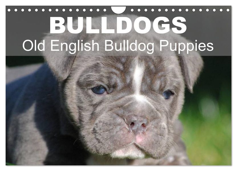 Bulldogs - Old English Bulldog Puppies (Wall Calendar 2027 DIN A4 landscape) CALVENDO 12 Month Wall Calendar