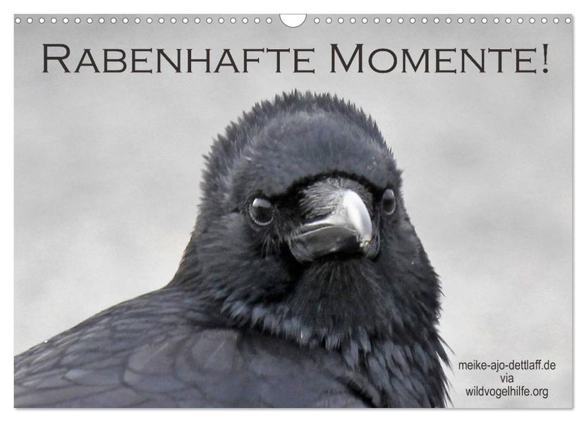 Rabenhafte Momente! (Wandkalender 2027 DIN A3 quer) CALVENDO Monatskalender