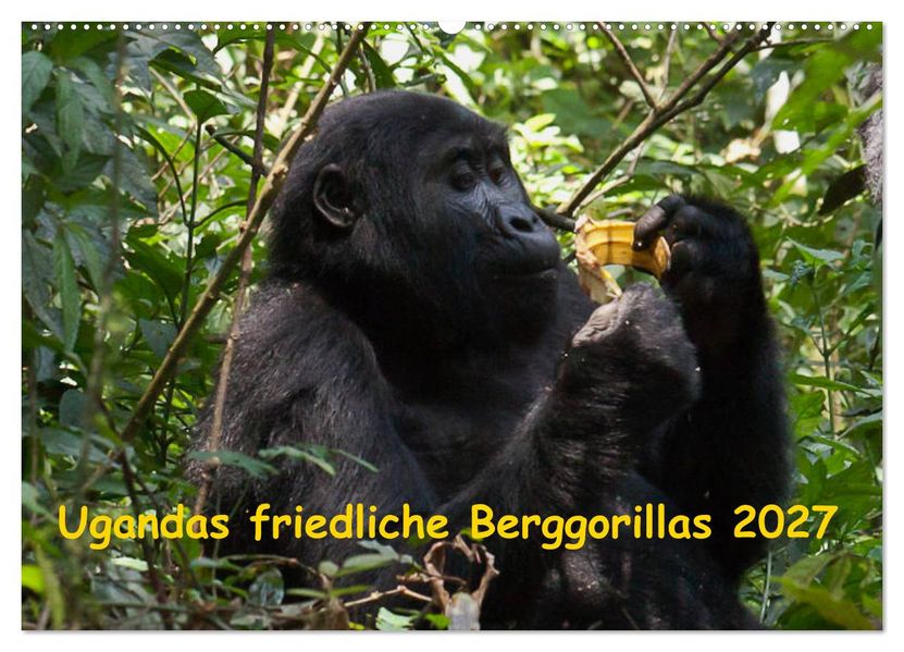 Ugandas friedliche Berggorillas (Wandkalender 2027 DIN A2 quer) CALVENDO Monatskalender