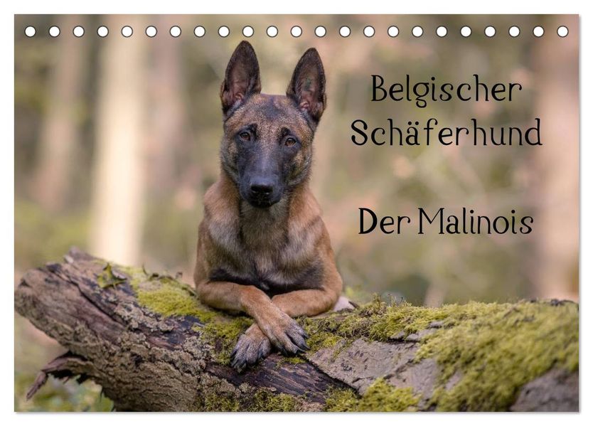 Belgischer Schäferhund - Der Malinois (Tischkalender 2027 DIN A5 quer) CALVENDO Monatskalender