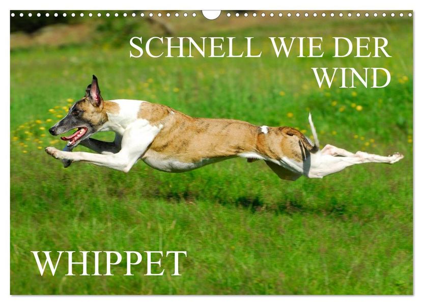 Schnell wie der Wind - Whippet (Wandkalender 2027 DIN A3 quer) CALVENDO Monatskalender