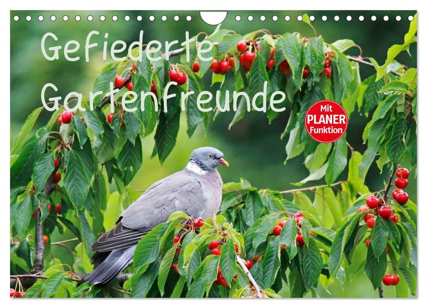 Gefiederte Gartenfreunde (Wandkalender 2027 DIN A4 quer) CALVENDO Monatskalender