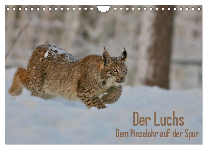 Der Luchs - Dem Pinselohr auf der Spur (Wandkalender 2027 DIN A4 quer) CALVENDO Monatskalender