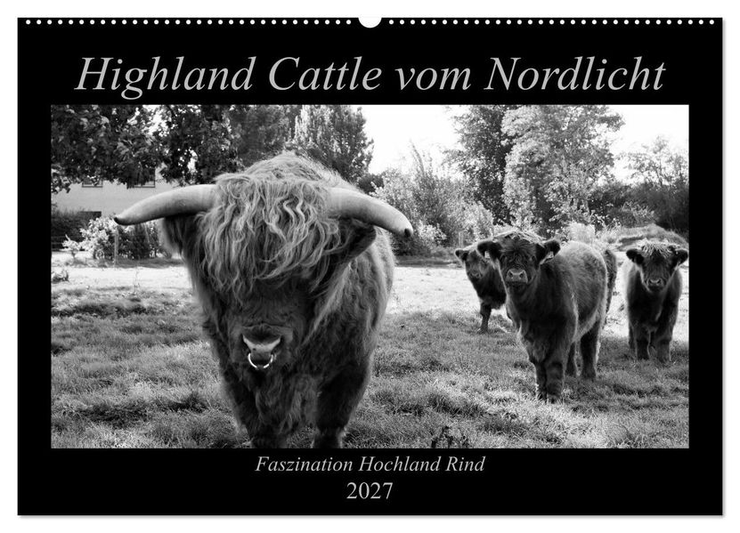 Highland Cattle vom Nordlicht - Faszination Hochland Rind (Wandkalender 2027 DIN A2 quer) CALVENDO Monatskalender