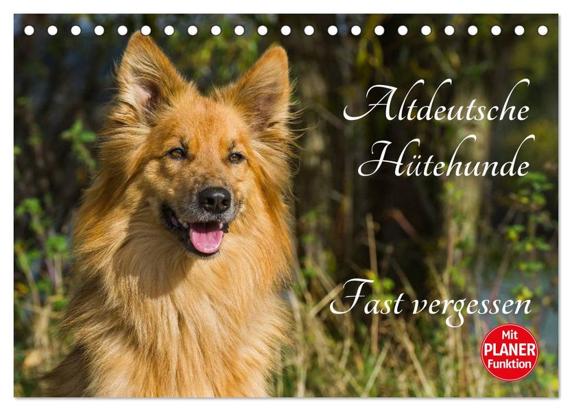 Altdeutsche Hütehunde - Fast vergessen (Tischkalender 2027 DIN A5 quer) CALVENDO Monatskalender