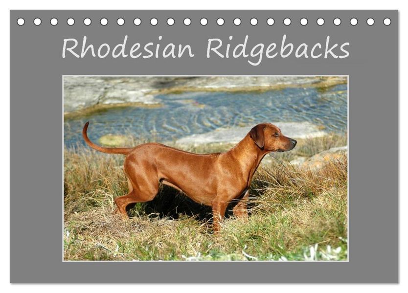 Rhodesian Ridgebacks (Tischkalender 2027 DIN A5 quer) CALVENDO Monatskalender