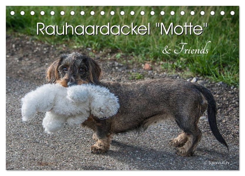 Rauhaardackel Motte & Friends (Tischkalender 2027 DIN A5 quer) CALVENDO Monatskalender