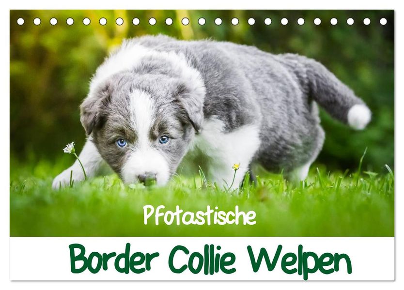 Pfotastische Border Collie Welpen (Tischkalender 2027 DIN A5 quer) CALVENDO Monatskalender