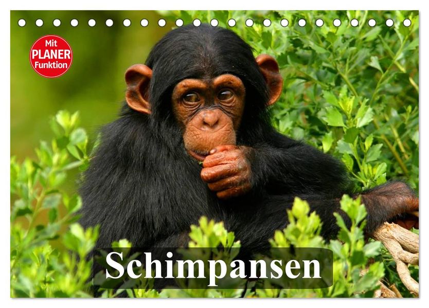 Schimpansen (Tischkalender 2027 DIN A5 quer) CALVENDO Monatskalender