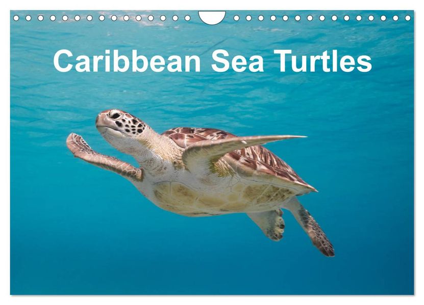 Caribbean Sea Turtles (Wall Calendar 2027 DIN A4 landscape) CALVENDO 12 Month Wall Calendar