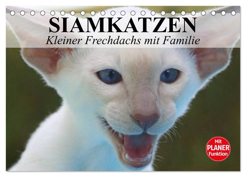 Siamkatzen - Kleiner Frechdachs mit Familie (Tischkalender 2027 DIN A5 quer) CALVENDO Monatskalender
