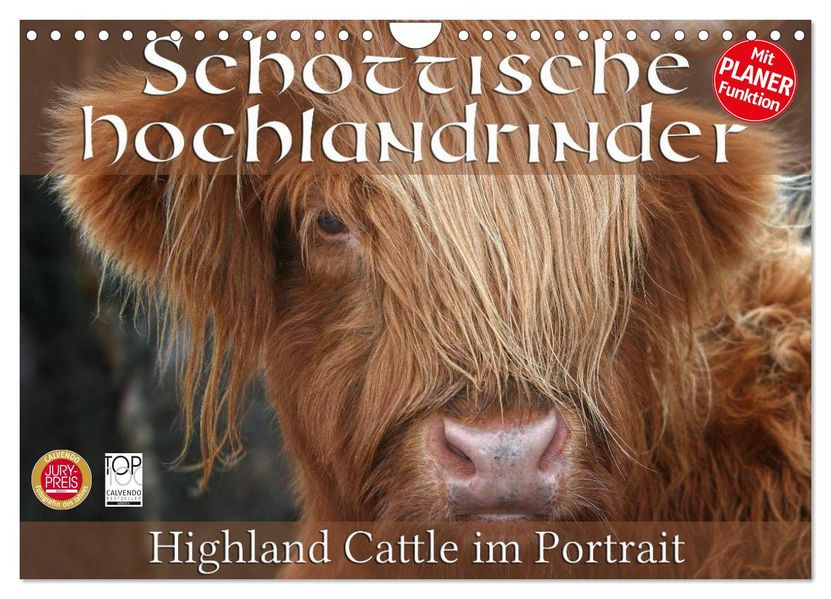 Schottische Hochlandrinder - Highland Cattle im Portrait (Wandkalender 2027 DIN A4 quer) CALVENDO Monatskalender