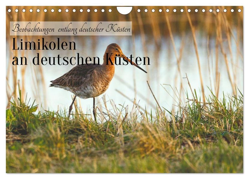 Limikolen an deutschen Küsten (Wandkalender 2027 DIN A4 quer) CALVENDO Monatskalender