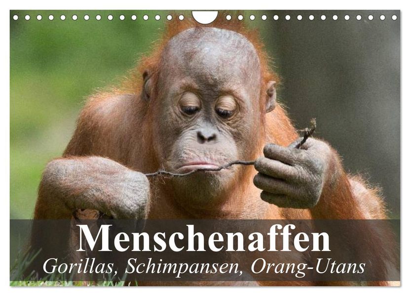 Menschenaffen. Gorillas Schimpansen Orang-Utans (Wandkalender 2027 DIN A4 quer) CALVENDO Monatskalender