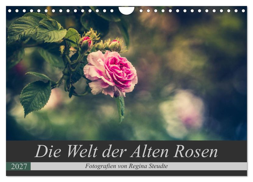 Die Welt der Alten Rosen (Wandkalender 2027 DIN A4 quer) CALVENDO Monatskalender