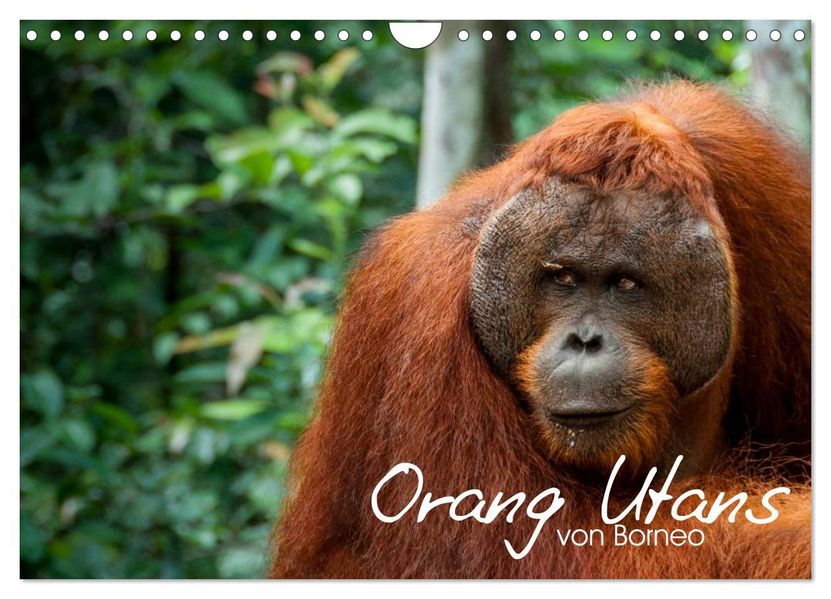 Orang Utans von Borneo Tierkalender 2027 (Wandkalender 2027 DIN A4 quer) CALVENDO Monatskalender