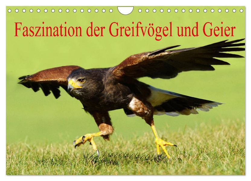 Faszination der Greifvögel und Geier (Wandkalender 2027 DIN A4 quer) CALVENDO Monatskalender