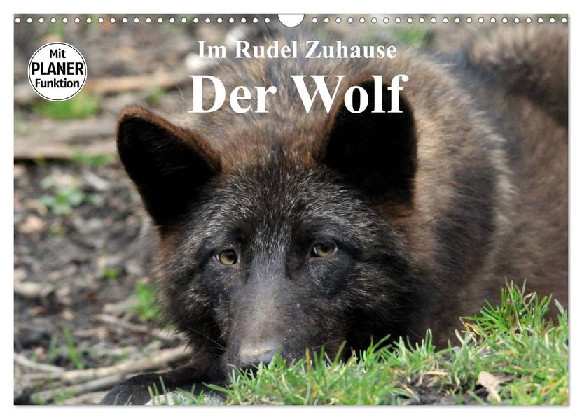 Im Rudel Zuhause - Der Wolf (Wandkalender 2027 DIN A3 quer) CALVENDO Monatskalender