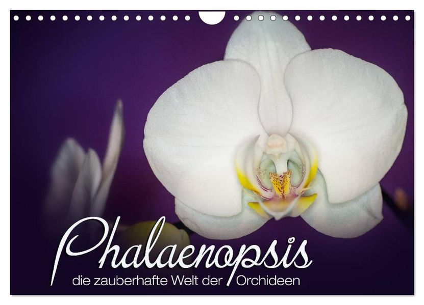 Phalaenopsis - die zauberhafte Welt der Orchideen (Wandkalender 2027 DIN A4 quer) CALVENDO Monatskalender