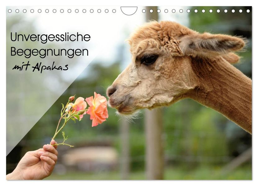Unvergessliche Begegnungen mit Alpakas (Wandkalender 2027 DIN A4 quer) CALVENDO Monatskalender