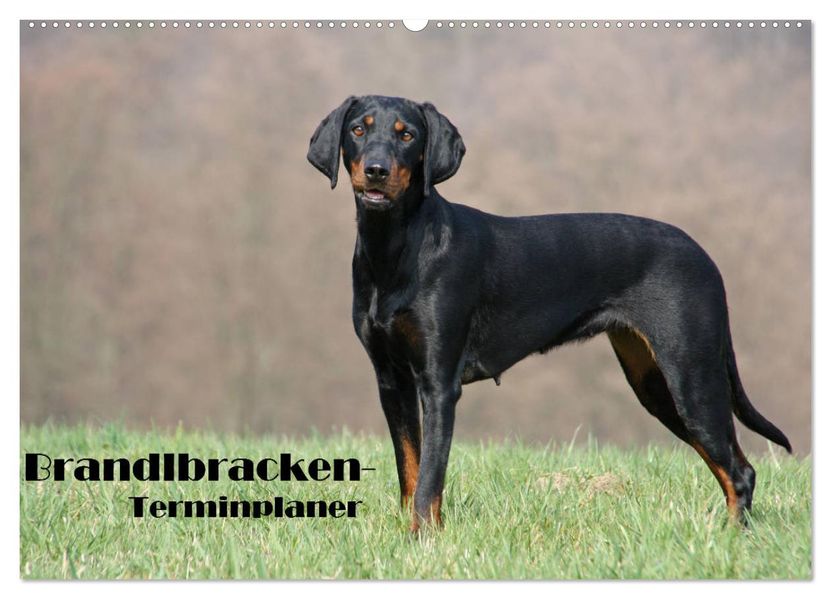 Der Brandlbracken-Terminplaner (Wandkalender 2027 DIN A2 quer) CALVENDO Monatskalender