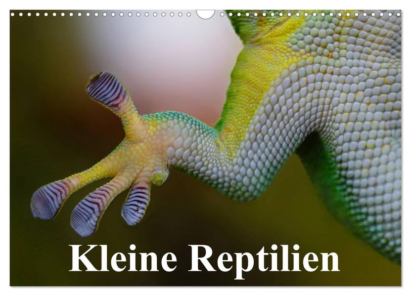 Kleine Reptilien (Wandkalender 2027 DIN A3 quer) CALVENDO Monatskalender