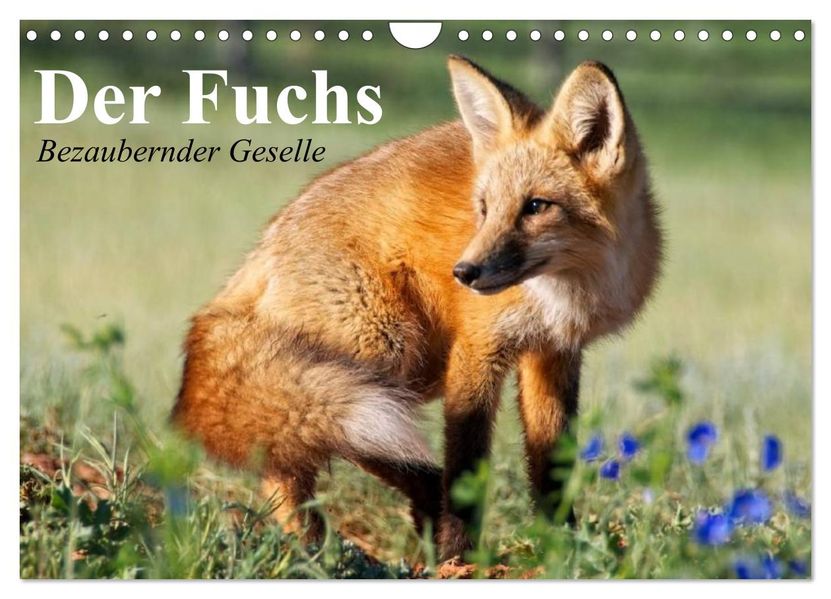 Der Fuchs. Bezaubernder Geselle (Wandkalender 2027 DIN A4 quer) CALVENDO Monatskalender