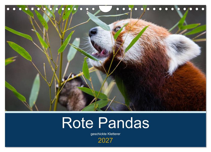 Rote Pandas - geschickte Kletterer (Wandkalender 2027 DIN A4 quer) CALVENDO Monatskalender