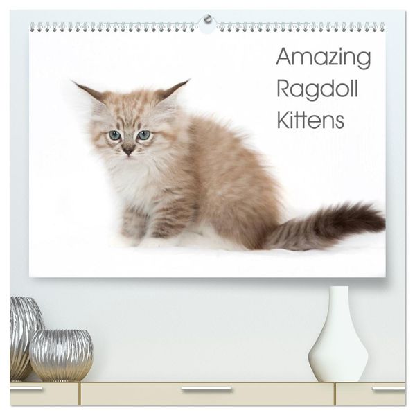 Amazing Ragdoll Kittens (High Quality Premium Wall Calendar 2027 DIN A2 landscape)CALVENDO 12 Month Wall Calendar