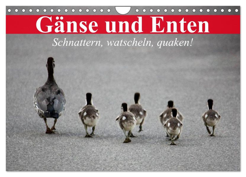 Gänse und Enten. Schnattern watscheln quaken! (Wandkalender 2027 DIN A4 quer) CALVENDO Monatskalender