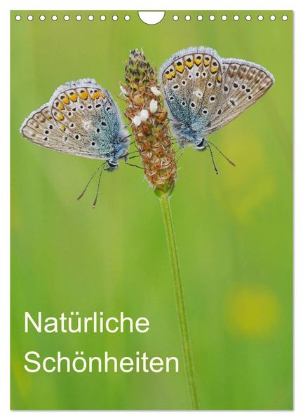 InsektenSchönheiten der Natur (Wandkalender 2027 DIN A4 hoch) CALVENDO Monatskalender