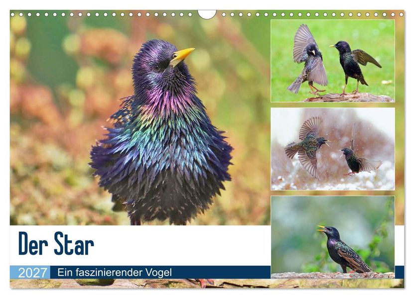 Der Star (Wandkalender 2027 DIN A3 quer) CALVENDO Monatskalender