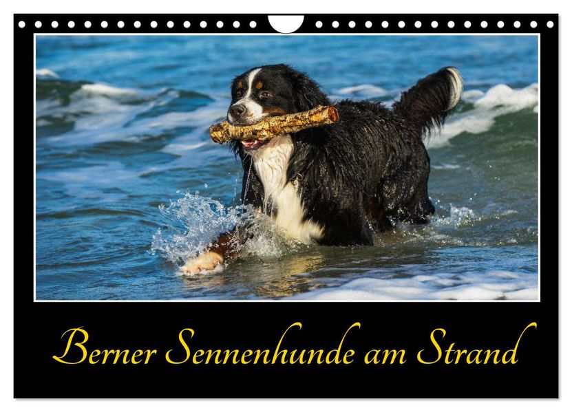 Berner Sennenhunde am Strand (Wandkalender 2027 DIN A4 quer) CALVENDO Monatskalender