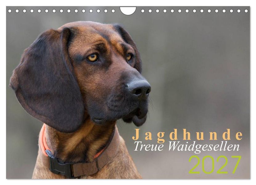 Jagdhunde - Treue Waidgesellen (Wandkalender 2027 DIN A4 quer) CALVENDO Monatskalender