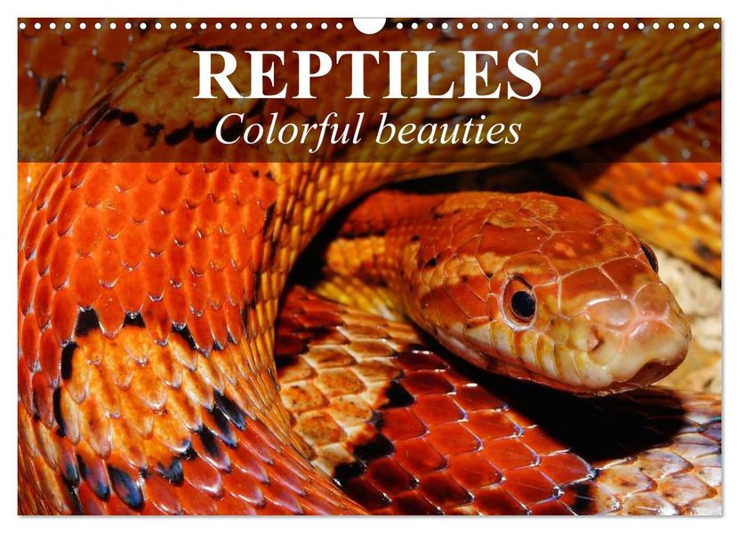 Reptiles Colorful beauties (Wall Calendar 2027 DIN A3 landscape) CALVENDO 12 Month Wall Calendar