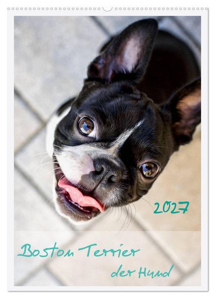 Boston Terrier der Hund 2027 (Wandkalender 2027 DIN A2 hoch) CALVENDO Monatskalender