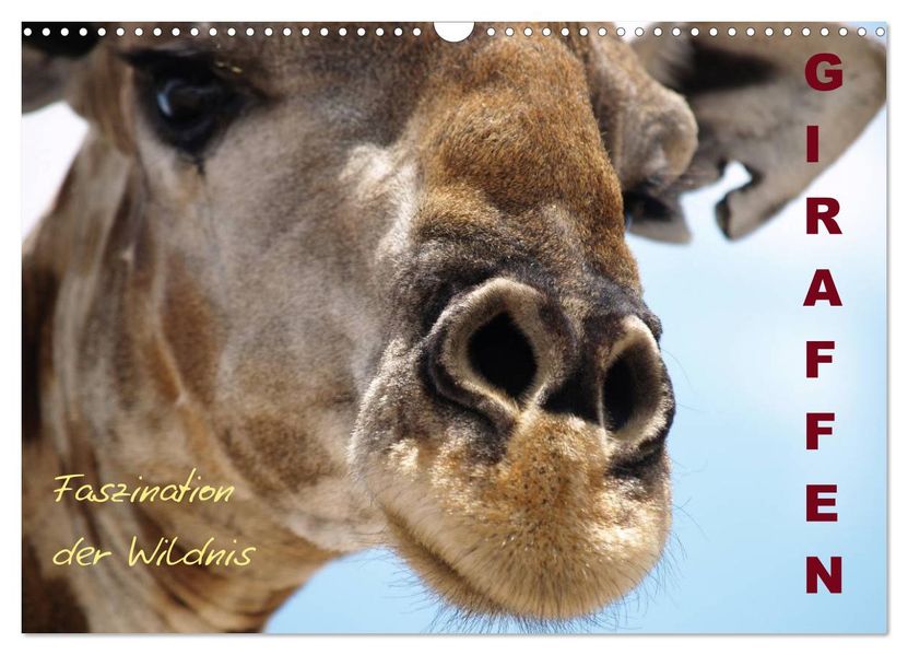 Giraffen - Faszination der Wildnis (Wandkalender 2027 DIN A3 quer) CALVENDO Monatskalender
