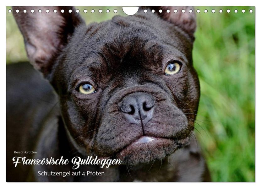 Französische Bulldoggen - Schutzengel auf 4 Pfoten (Wandkalender 2027 DIN A4 quer) CALVENDO Monatskalender