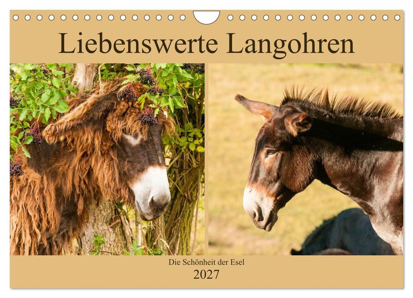 Liebenswerte Langohren - Die Schönheit der Esel (Wandkalender 2027 DIN A4 quer) CALVENDO Monatskalender