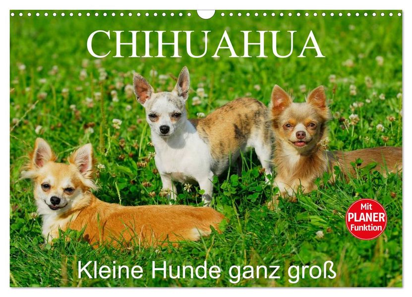 Chihuahua - Kleine Hunde ganz groß (Wandkalender 2027 DIN A3 quer) CALVENDO Monatskalender