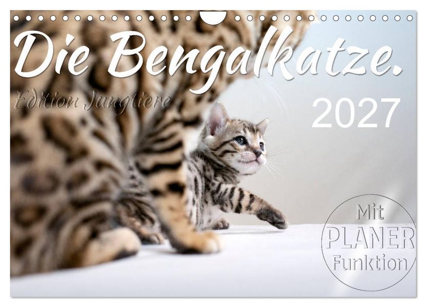 Die Bengalkatze. Edition Jungtiere (Wandkalender 2027 DIN A4 quer) CALVENDO Monatskalender